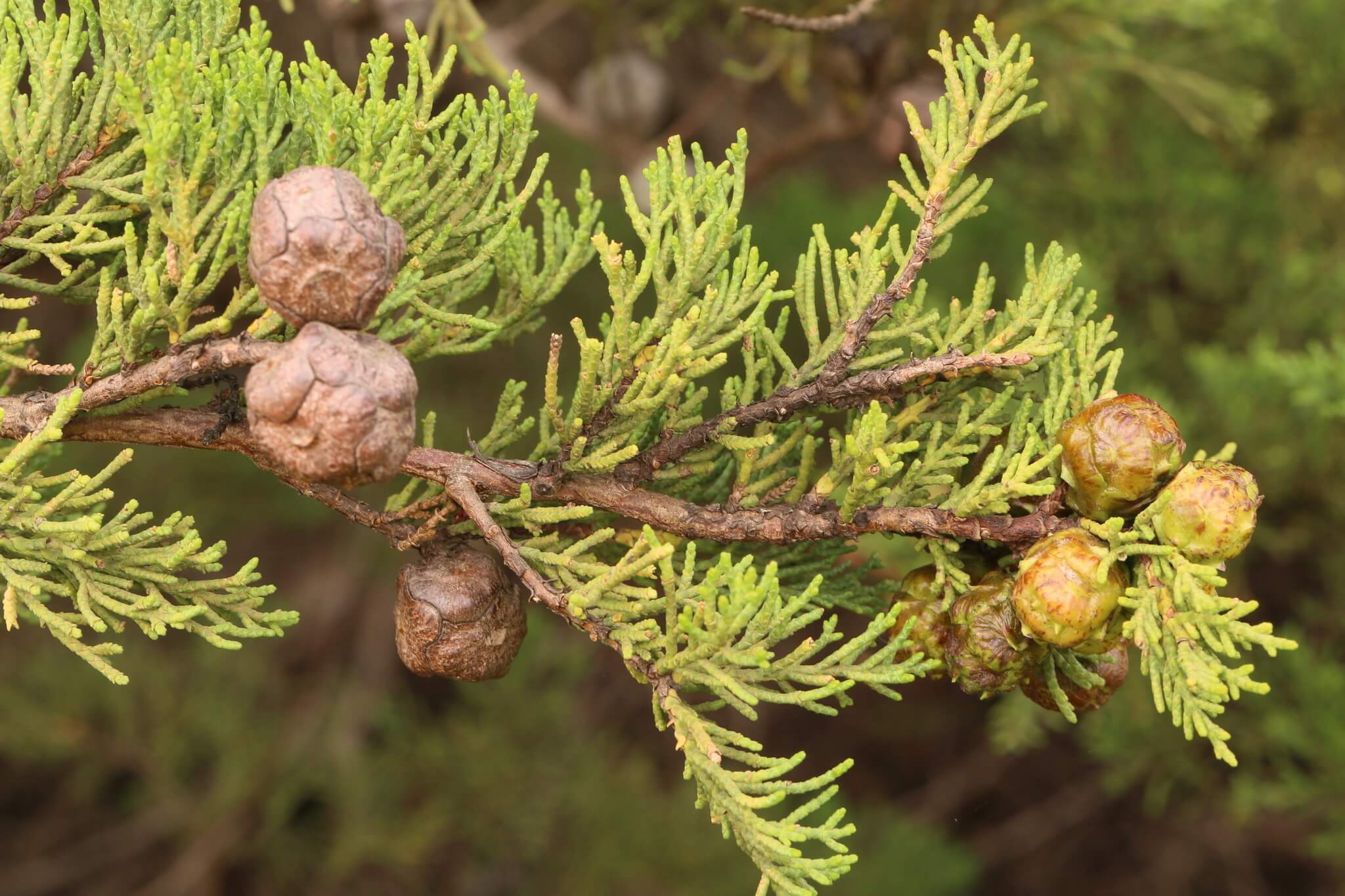 Cupressus macrocarpa 'Compacta'